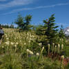 Hiking through beargrass in early July.