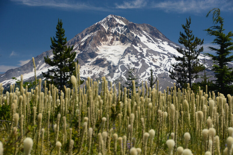 Mount Hood over a meadow filled with beargrass.