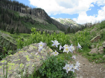 Columbine on the trail