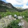 Columbine on the trail