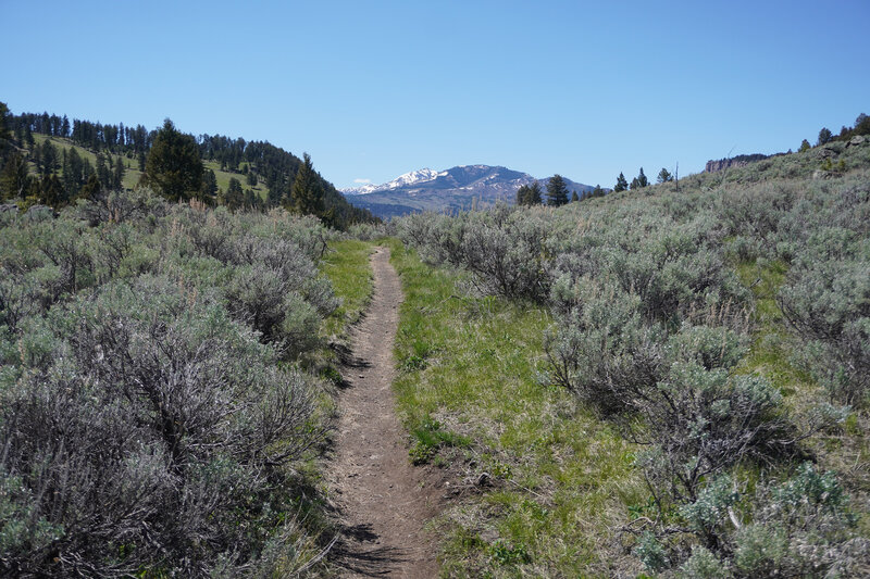 Trail through sage brush.