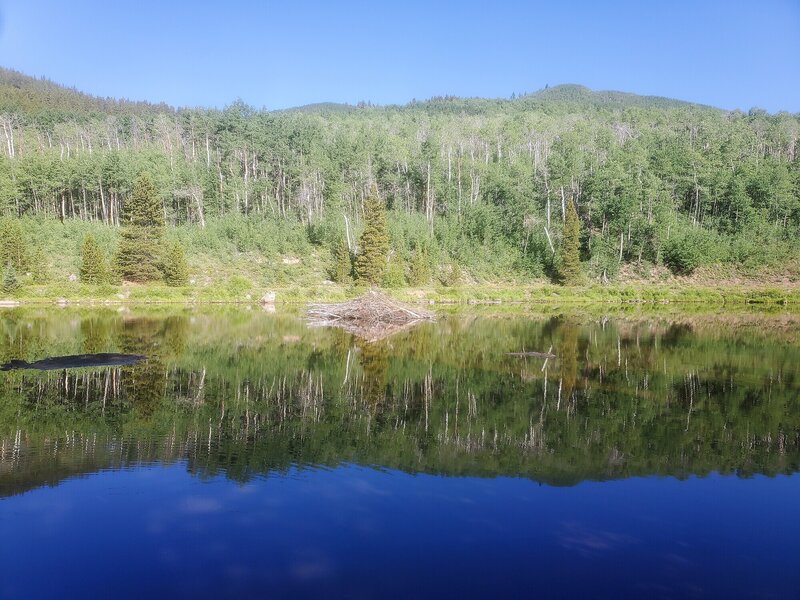 Beaver Dam near Lilly Pond