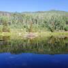 Beaver Dam near Lilly Pond