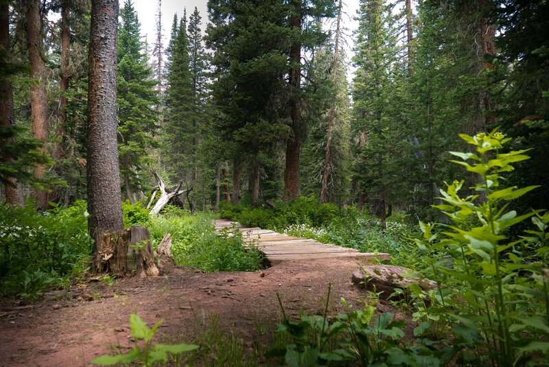 Williams Lake Trail