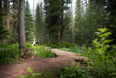 Williams Lake Trail