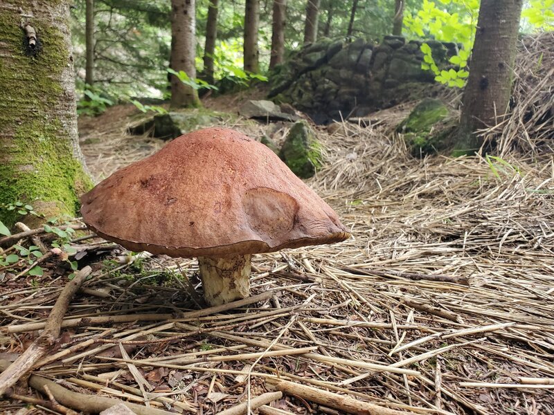 Giant mushroom