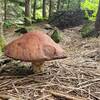 Giant mushroom