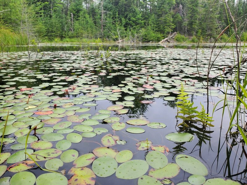 Lily pads in the creek