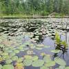 Lily pads in the creek