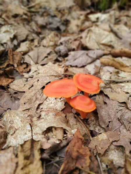 Red mushrooms