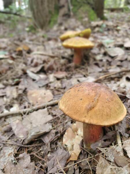 Three large mushrooms