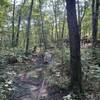 A dog hiking along the trail.