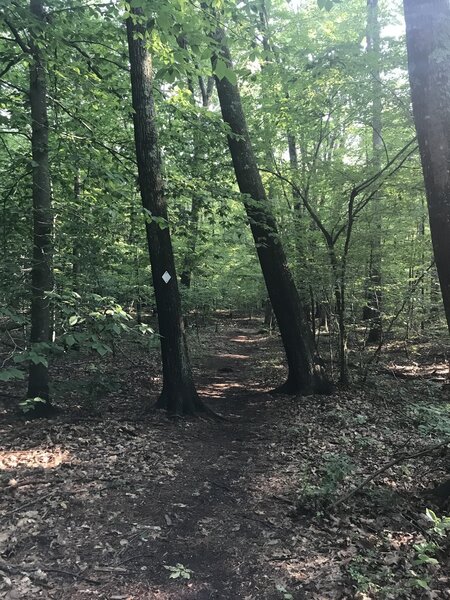 A pair of trees flanking the White Trail.