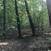 A pair of trees flanking the White Trail.