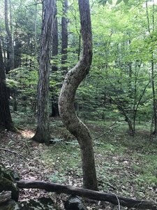 A crooked tree about half-way up the trail.