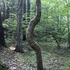 A crooked tree about half-way up the trail.