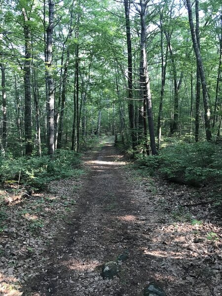 A wide and well packed stretch of the East Foss Farm Blue Trail.