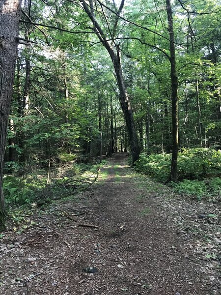 The section of path just before interesting the Green Trail to the left.