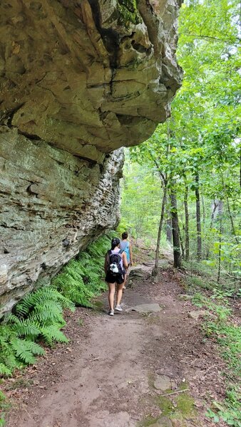 Rock Overhand and Fern Laced Trail