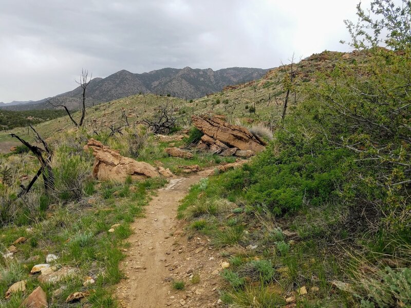 Trail through Burn Scar.