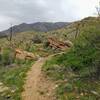 Trail through Burn Scar.