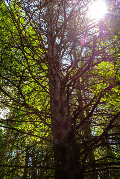 An interesting tree - with absolutely no foliage.