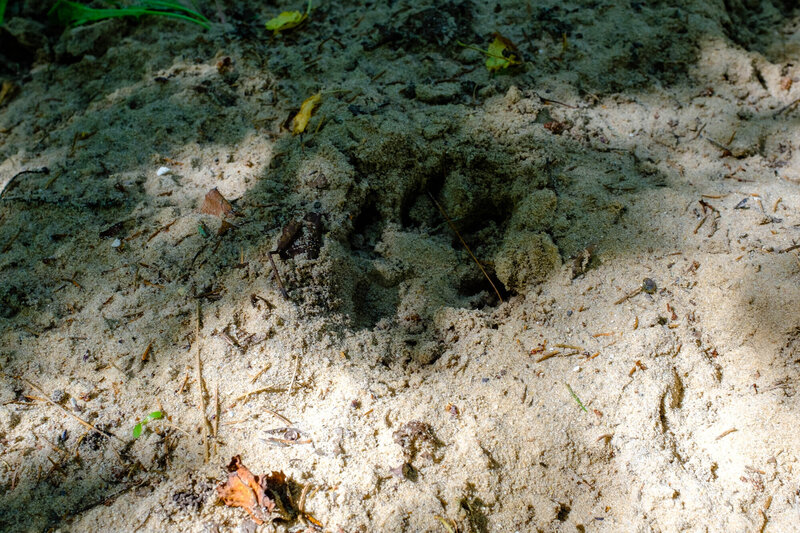 An animal footprint - a reminder that wildlife crosses the trail.