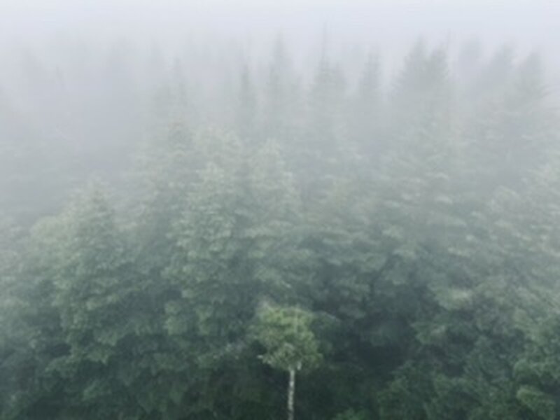 Our view from clingmans dome. All fog.