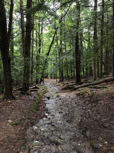 Trail follows a stream.