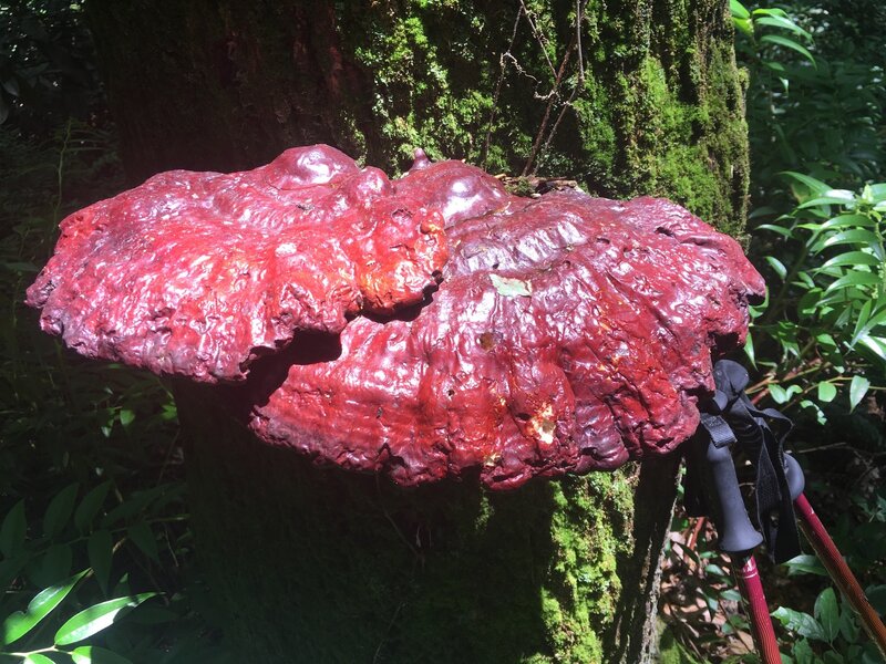 Tree fungus