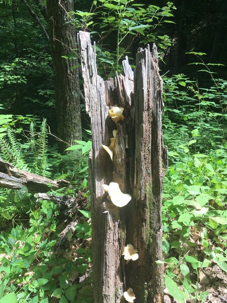 Stump fungi