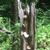 Stump fungi