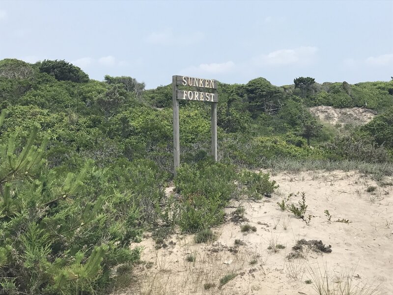 Sunken Forest sign in the dunes.