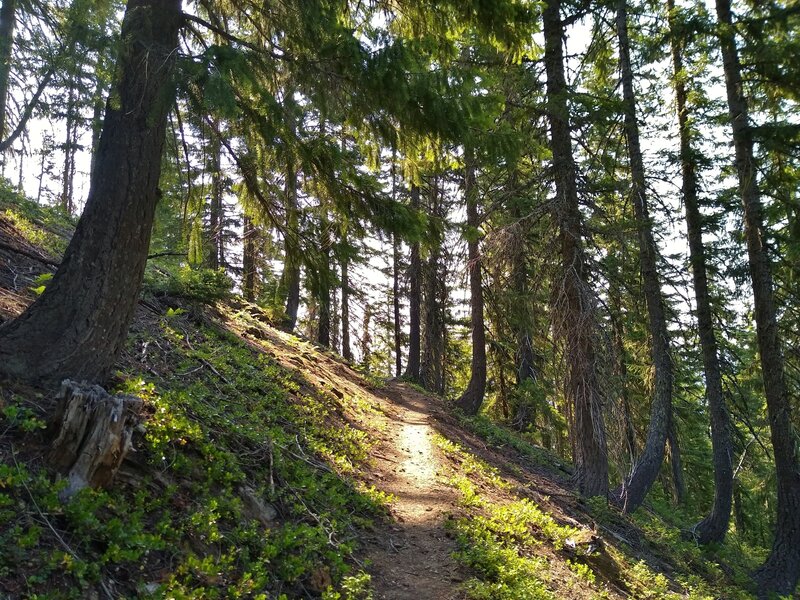 The trees thin as Cady Ridge Trail climbs the ridge.