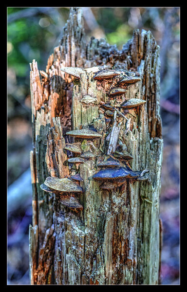 Seasoned fungi embraces what's left of a weathered tree trunk.