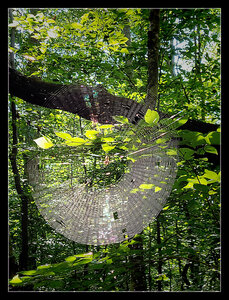 Spider Web - This was a common sight, or feeling, along the Chopawamsic Trail.