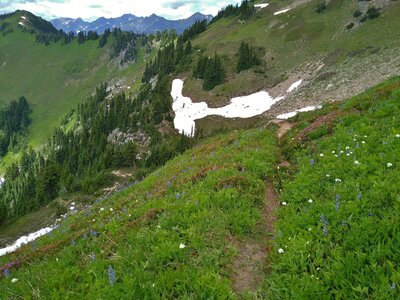 Green hillside meadows abound with wildflowers on Pilot Ridge in mid July.