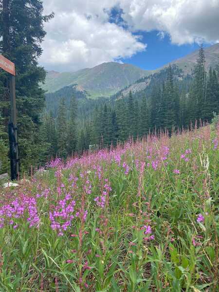 Wildflowers descending half moon to argentine north fork.