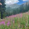 Wildflowers descending half moon to argentine north fork.