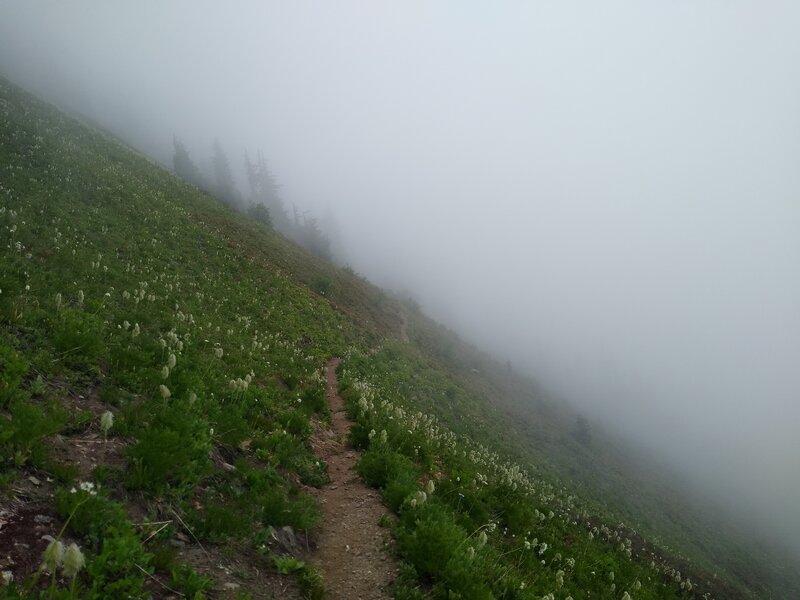 Steep, wildflower covered, high meadows along the Blue Lake High Trail, east of its summit.