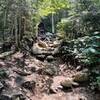 Hiking trail to Mt Willard.