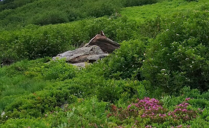 Marmot guarding Meander Meadows.