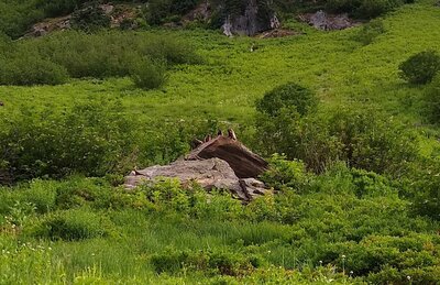 Marmot convention deciding what to do about intruders into their Marmot Meandows.