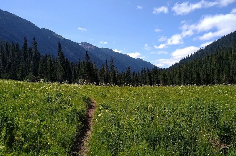 Lush meadows of the Little Wenatchee River valley with Little Wenatchee River Trail running through them.