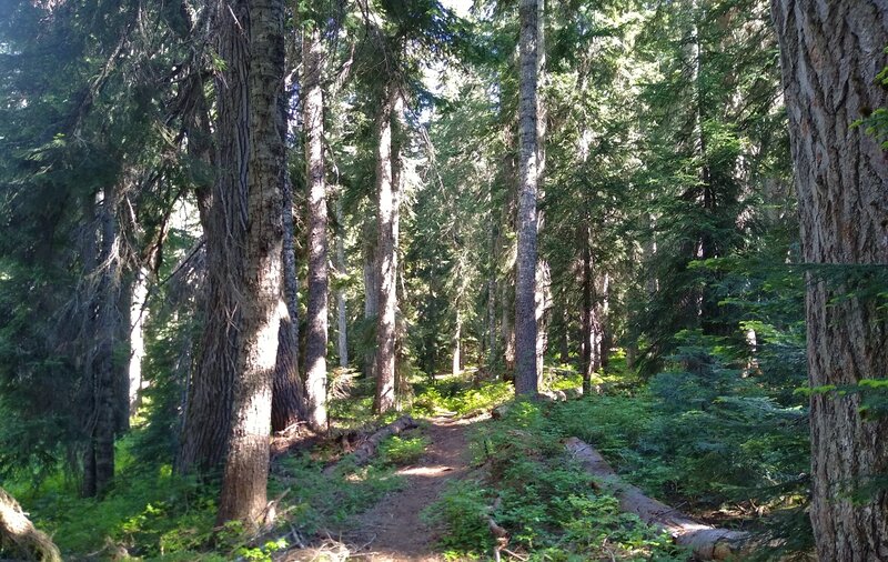 Beautiful fir forest of the Little Wenatchee River valley with Little Wenatchee River Trail traveling through it.