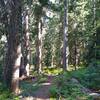 Beautiful fir forest of the Little Wenatchee River valley with Little Wenatchee River Trail traveling through it.