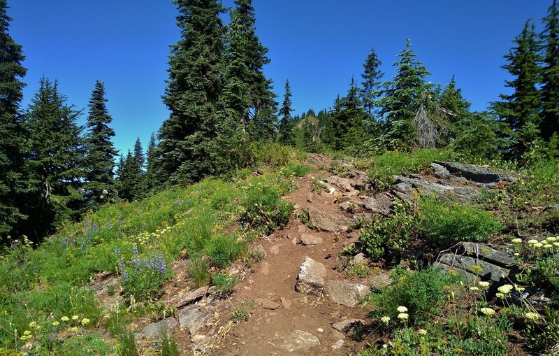 Climbing up to Poe Mountain in the distance (upper center) on the ridge top, amid wildflowers on Little Wenatchee Ridge Trail in mid July.