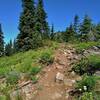 Climbing up to Poe Mountain in the distance (upper center) on the ridge top, amid wildflowers on Little Wenatchee Ridge Trail in mid July.