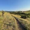 Fields of grass and shrubs