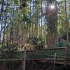 Eucalyptus forest at the Santa Rosa farm.